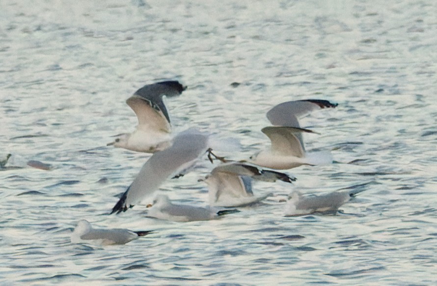 Common/Short-billed Gull - ML646774990