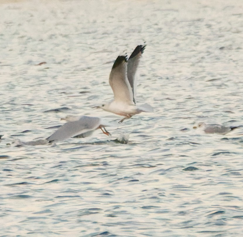 Common/Short-billed Gull - ML646774991