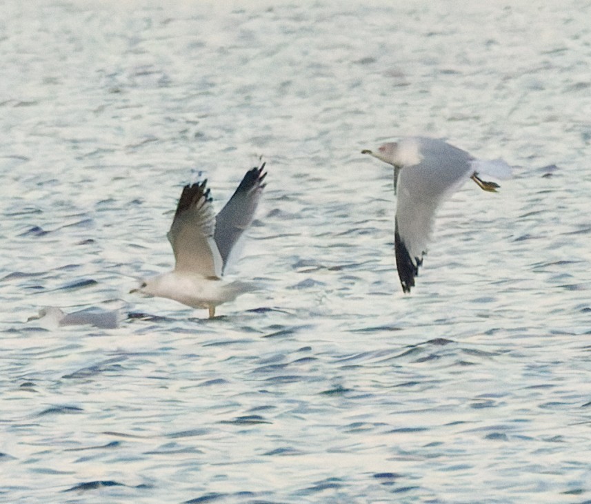 Common/Short-billed Gull - ML646774992