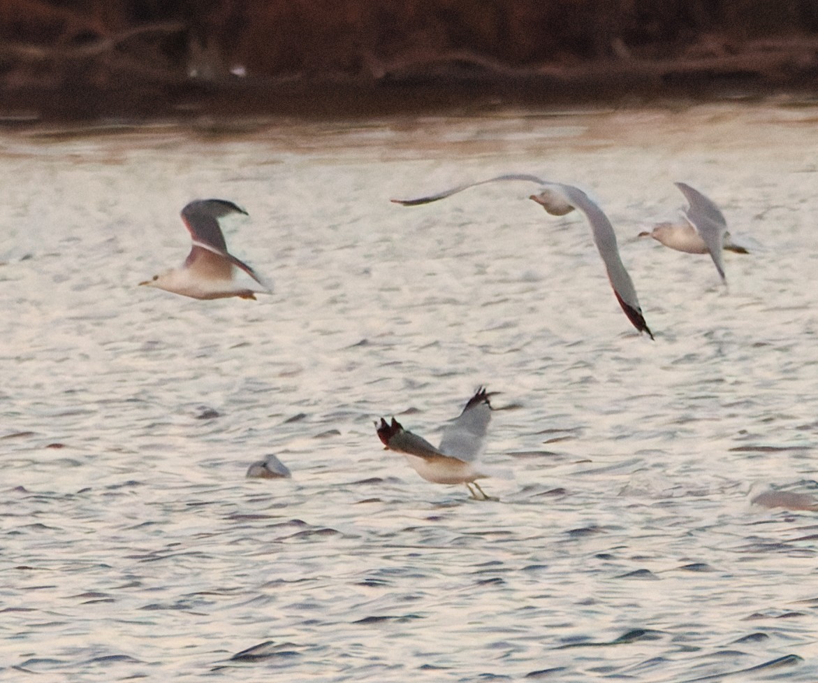 Common/Short-billed Gull - ML646774993