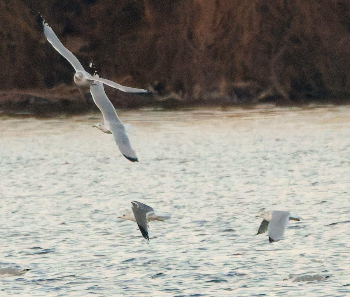 Common/Short-billed Gull - ML646774994