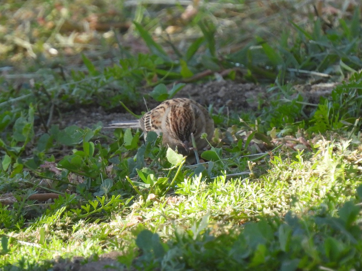 Chipping Sparrow - ML646774995