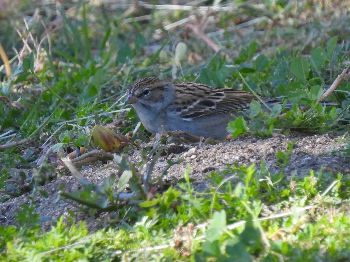 Chipping Sparrow - ML646774996