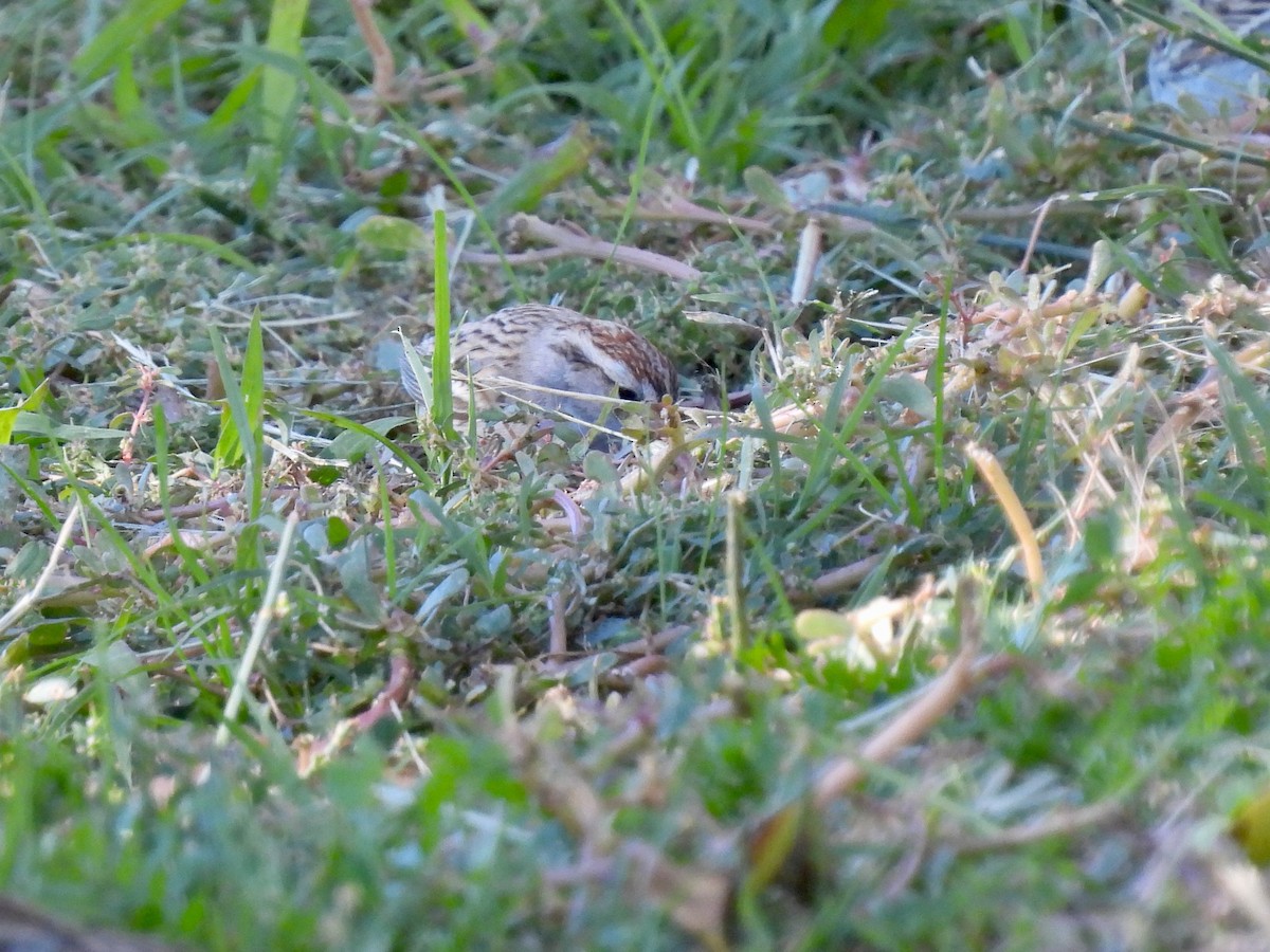 Chipping Sparrow - ML646774997