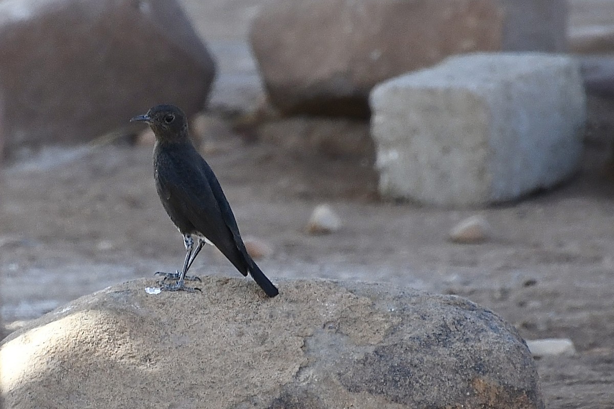 Mountain Chat - ML646774998