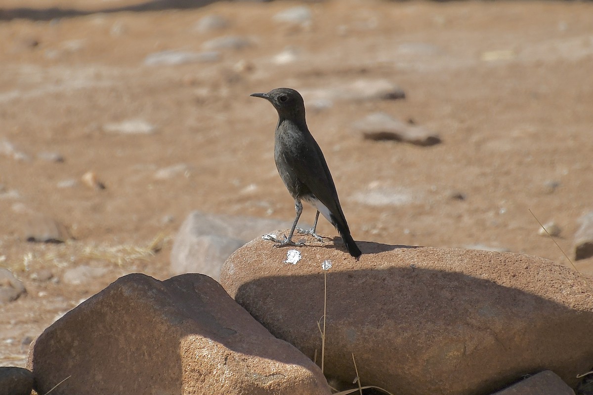 Mountain Chat - ML646774999