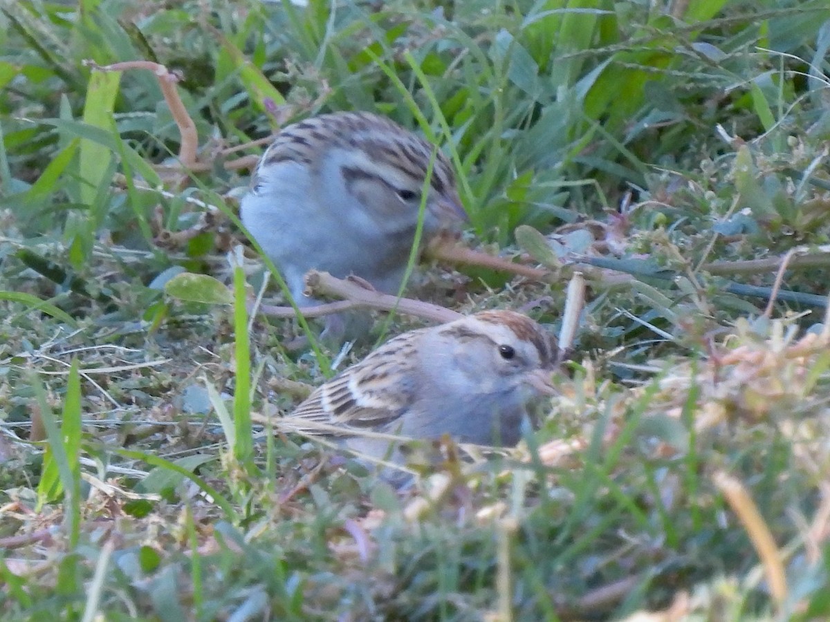 Chipping Sparrow - ML646775000