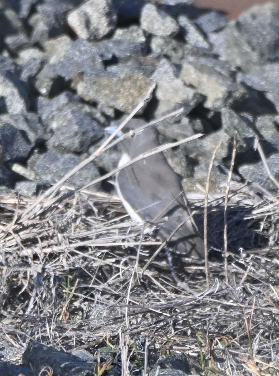 White-breasted Woodswallow - ML646775001