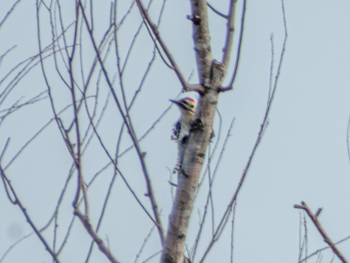 Ladder-backed Woodpecker - ML646775002