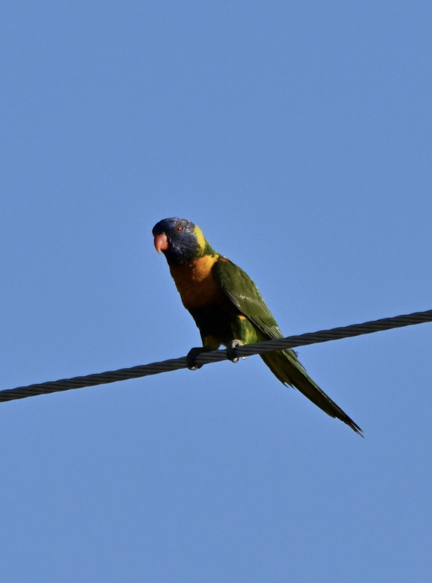 Rainbow Lorikeet - ML646775003