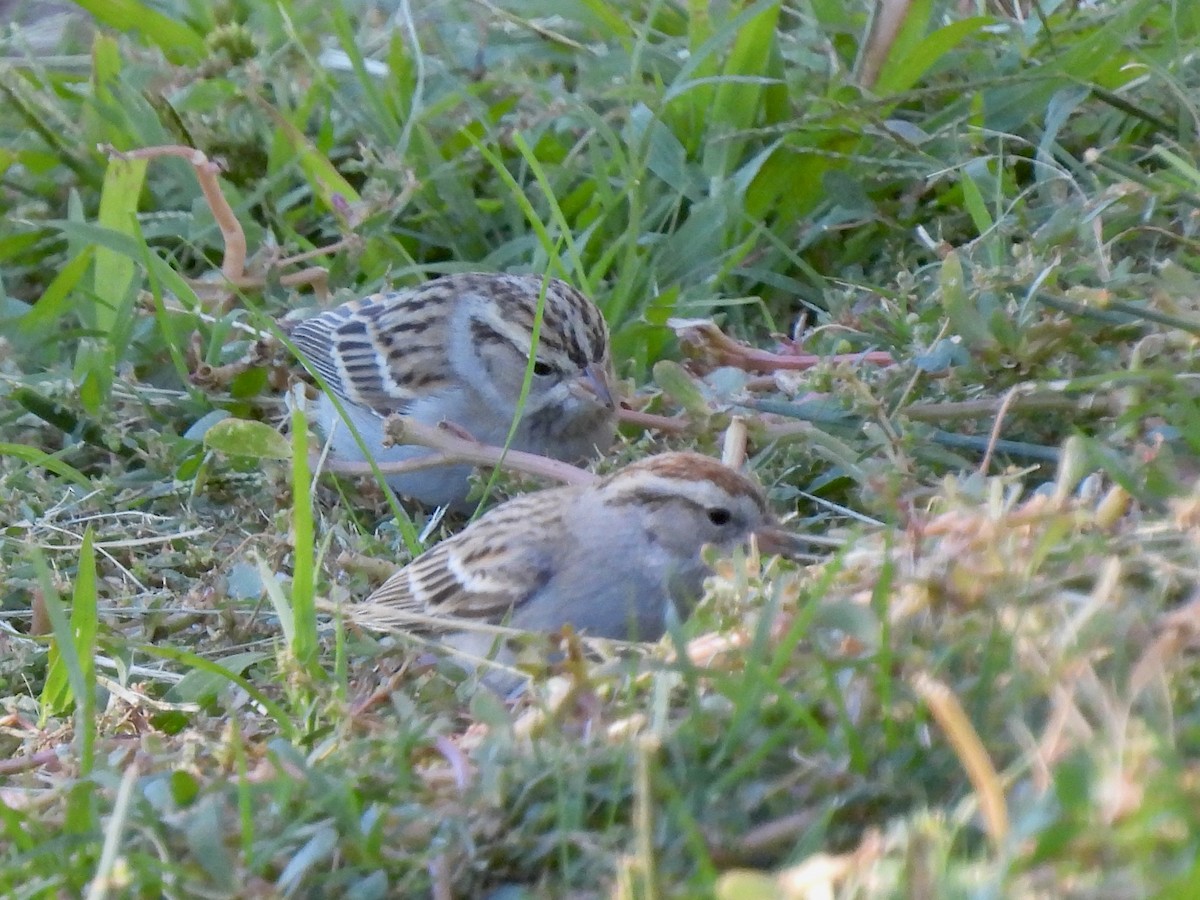 Chipping Sparrow - ML646775004