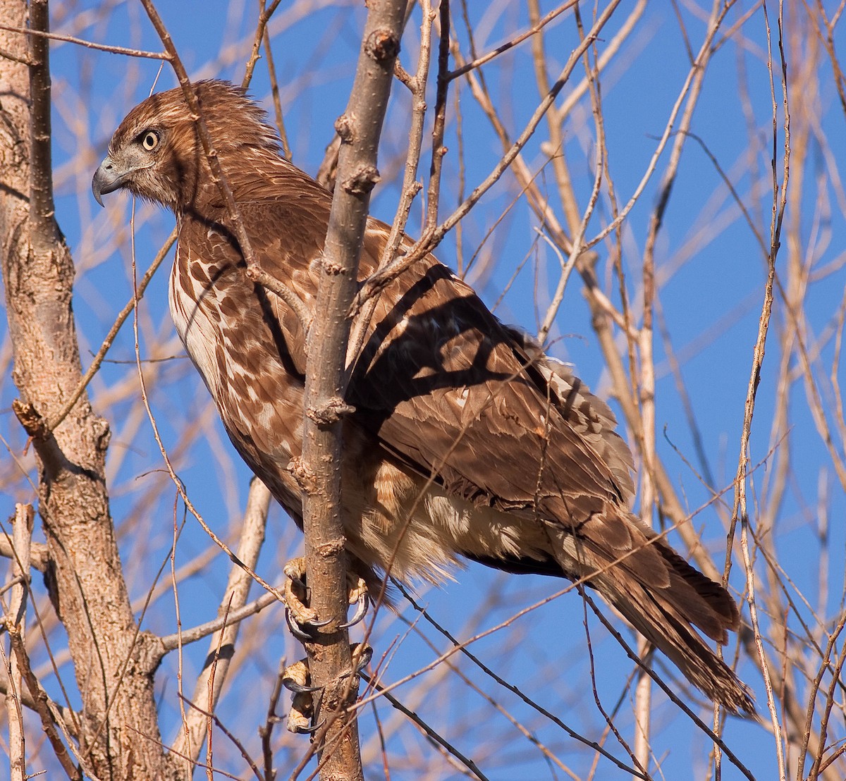 Red-tailed Hawk - ML646775005