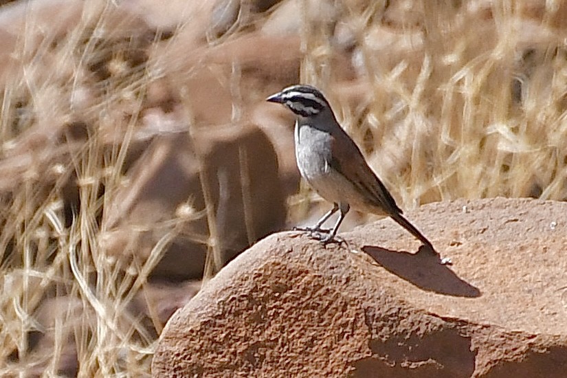 Cape Bunting - ML646775006