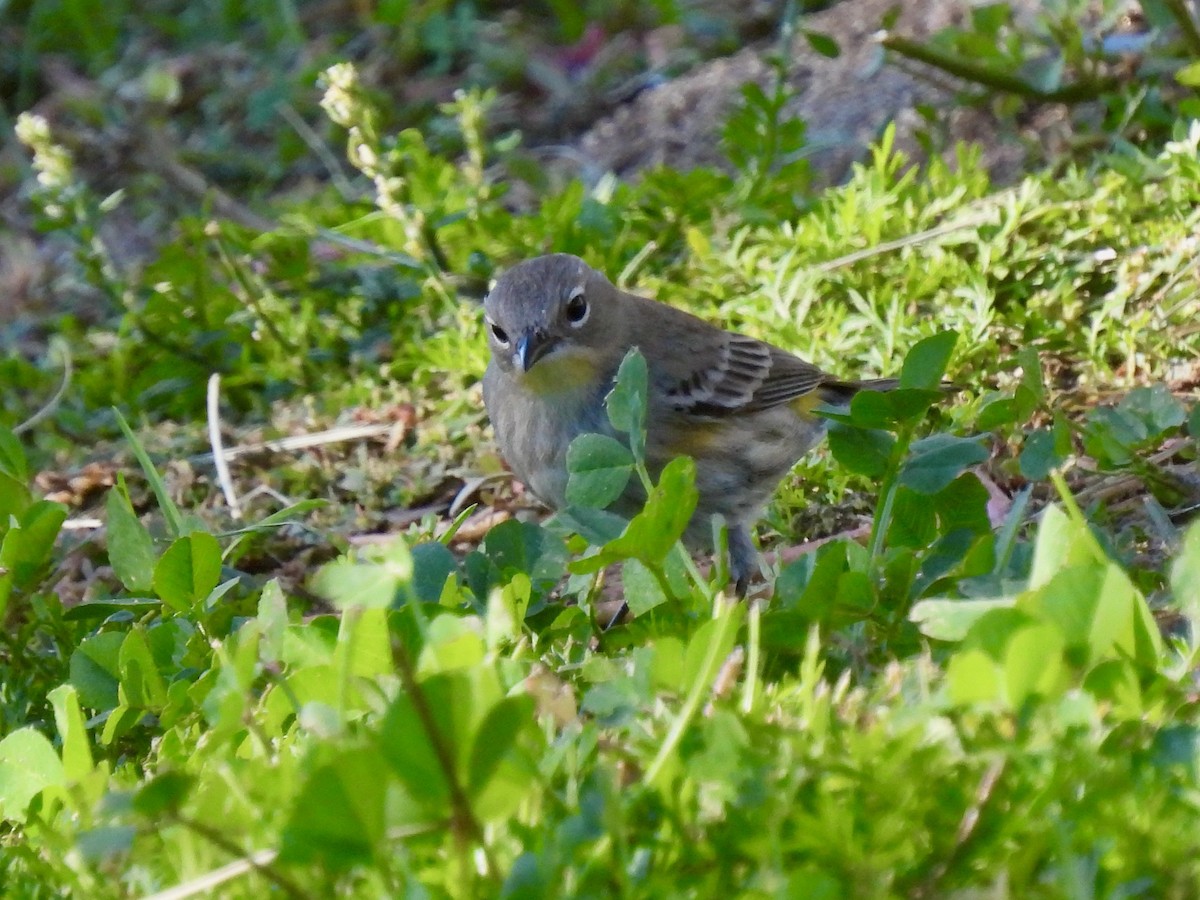 Yellow-rumped Warbler - ML646775007
