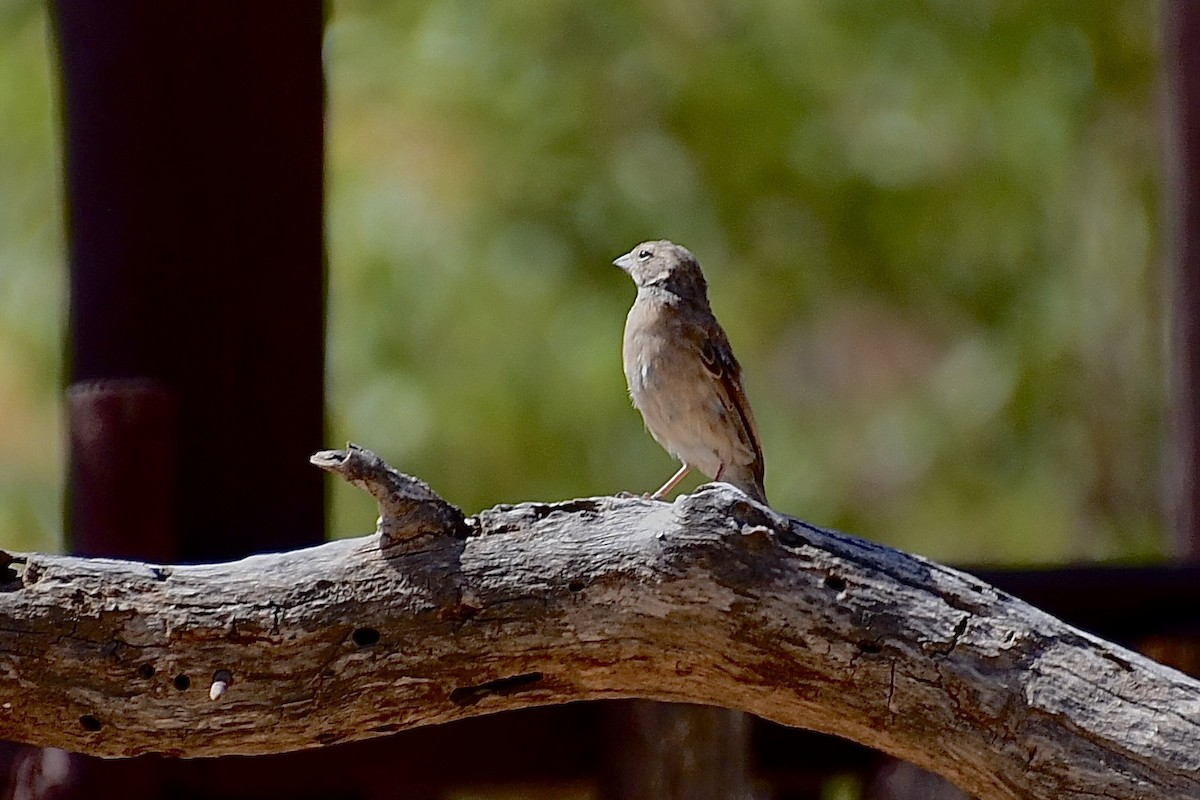Lark-like Bunting - ML646775009