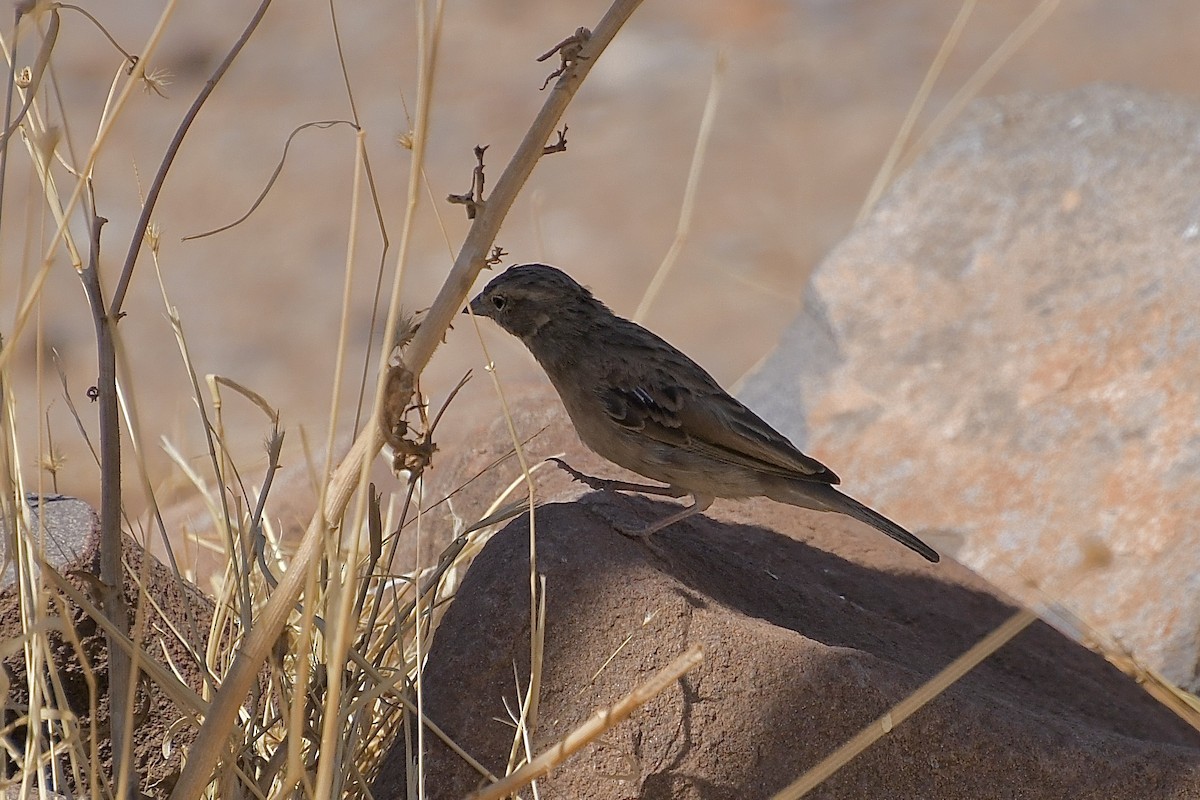 Lark-like Bunting - ML646775010