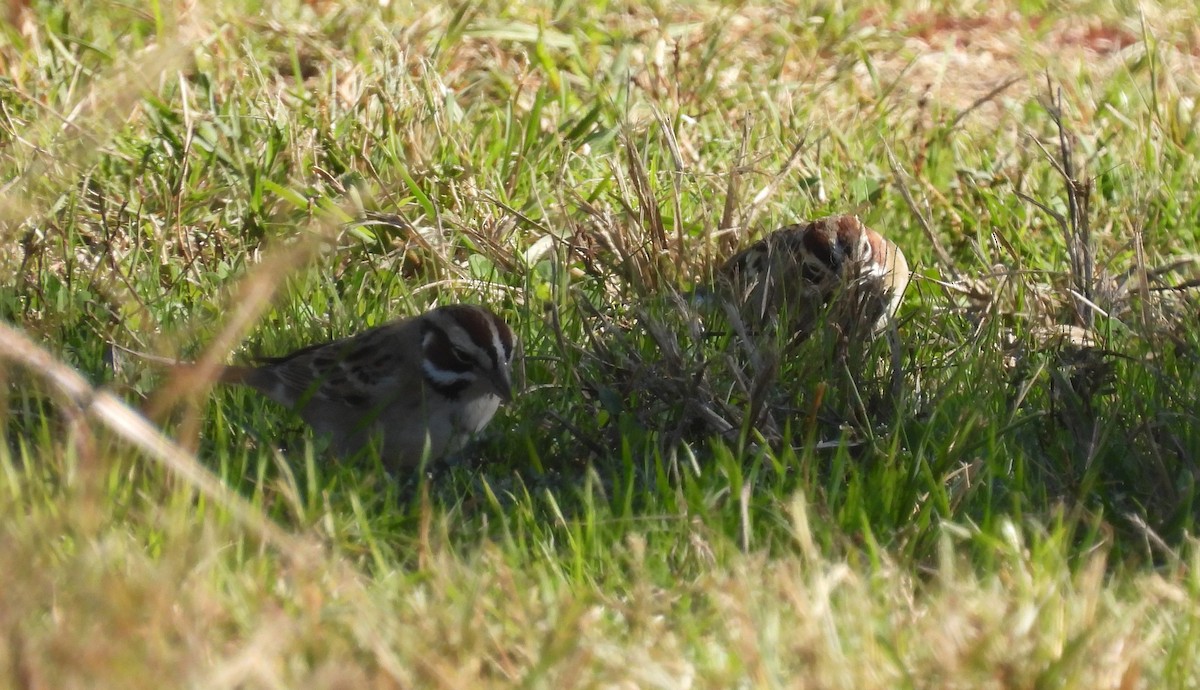 Lark Sparrow - ML646775011
