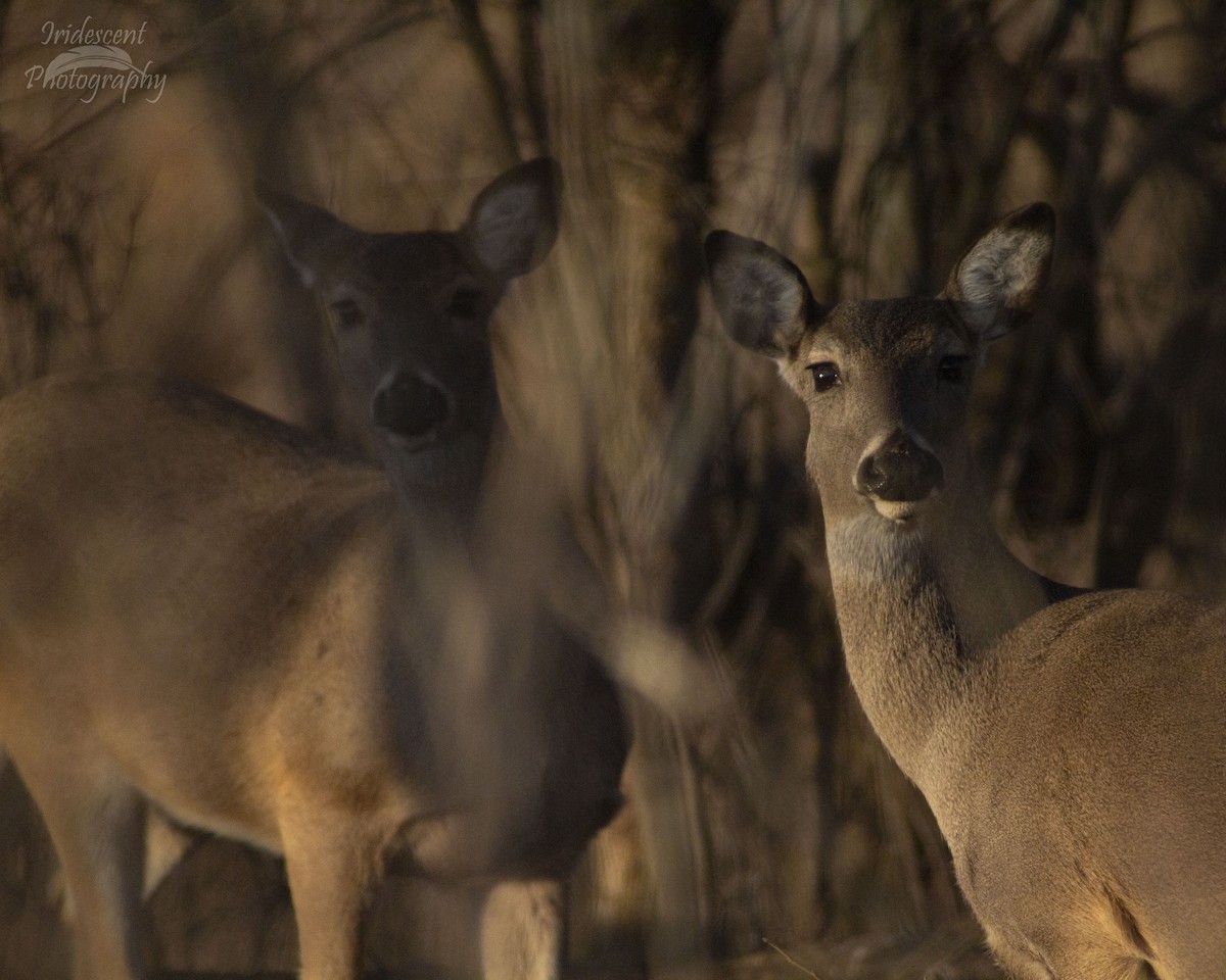 オジロジカ - ML646775012