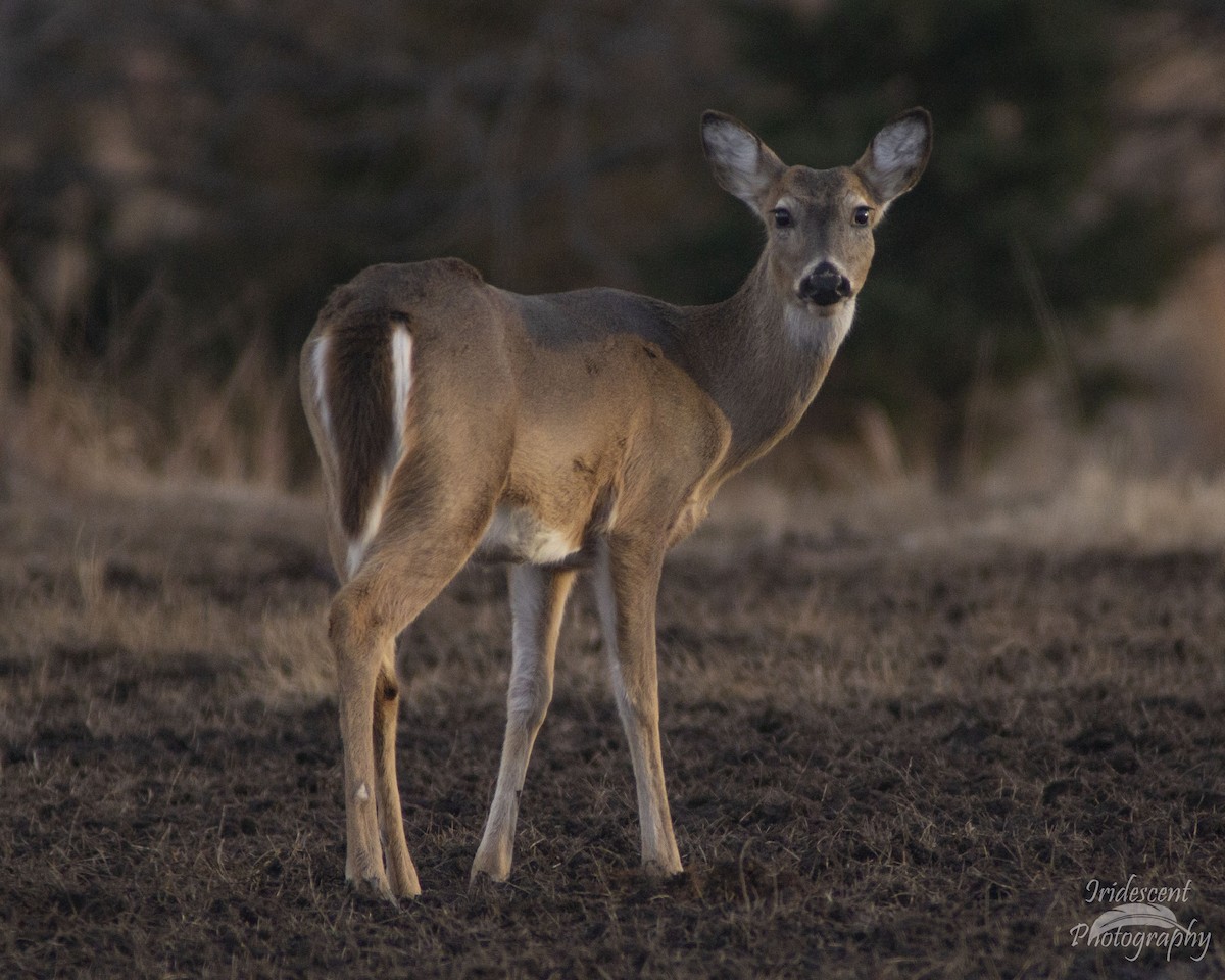 オジロジカ - ML646775013