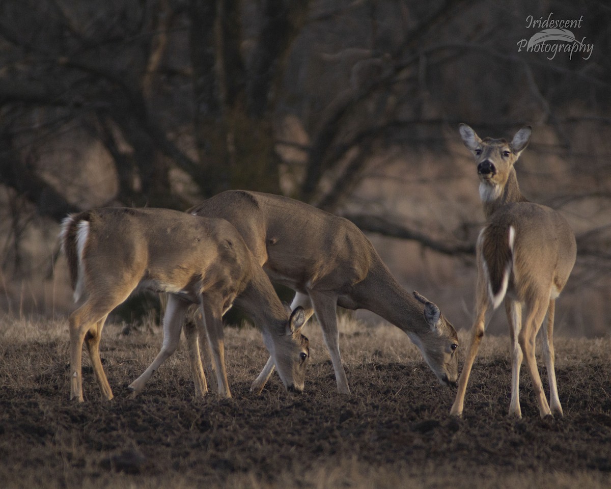 オジロジカ - ML646775014