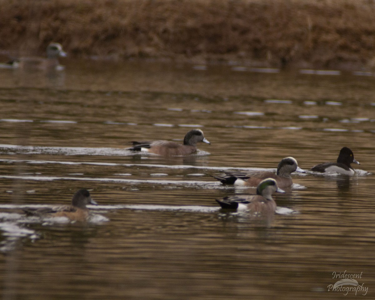 アメリカヒドリ - ML646775016