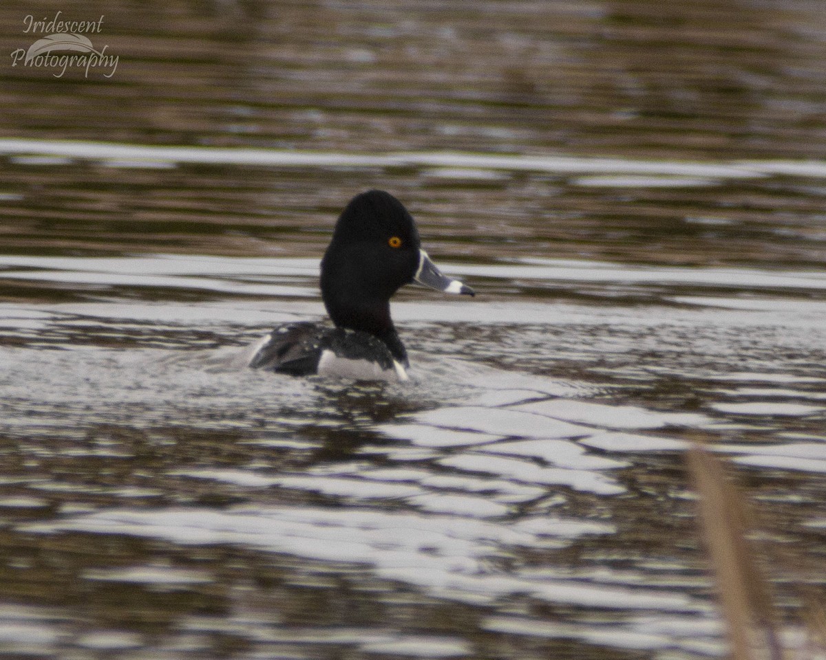 クビワキンクロ - ML646775017