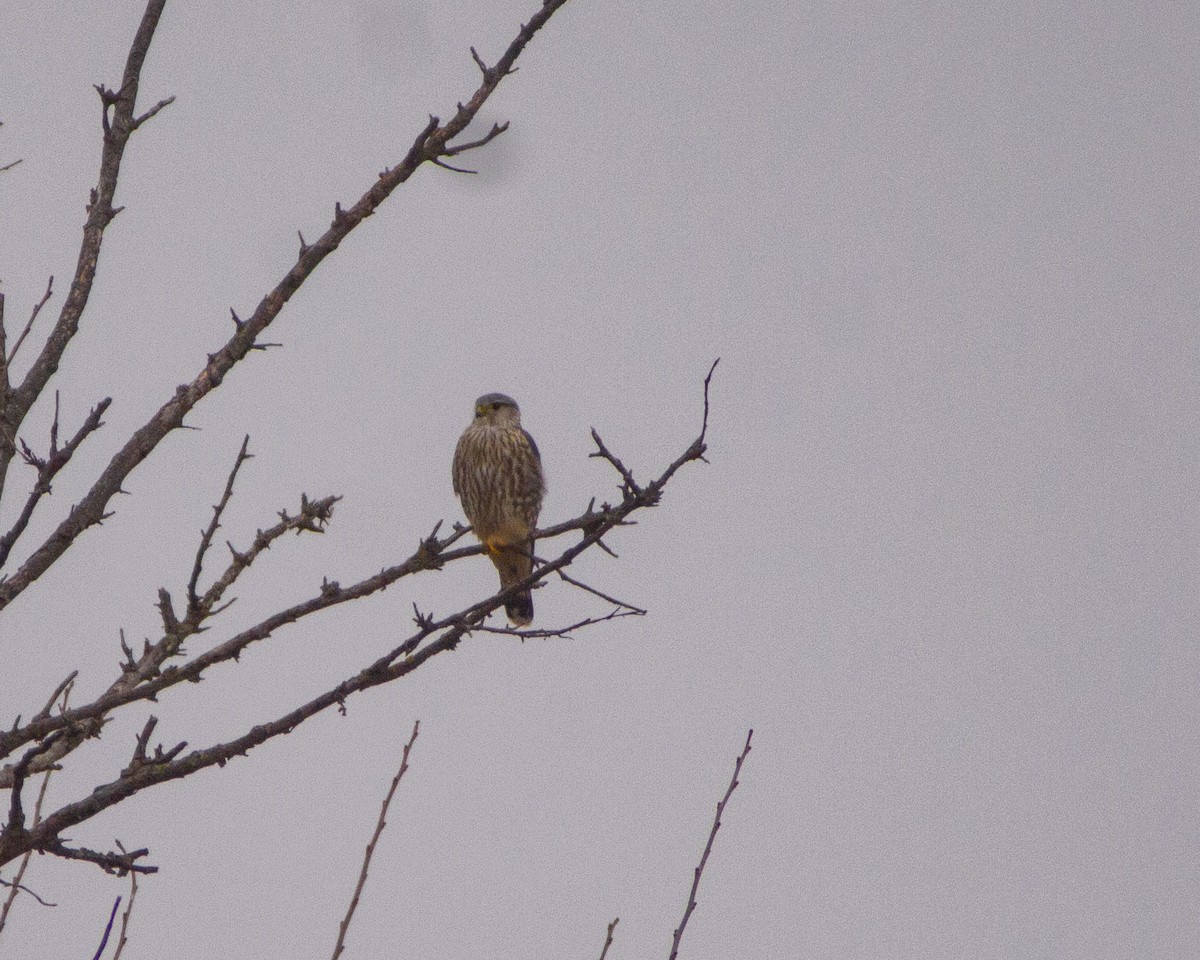 コチョウゲンボウ - ML646775018