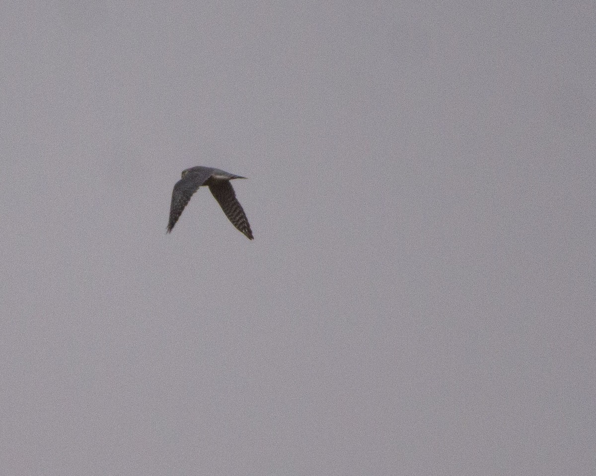 コチョウゲンボウ - ML646775019