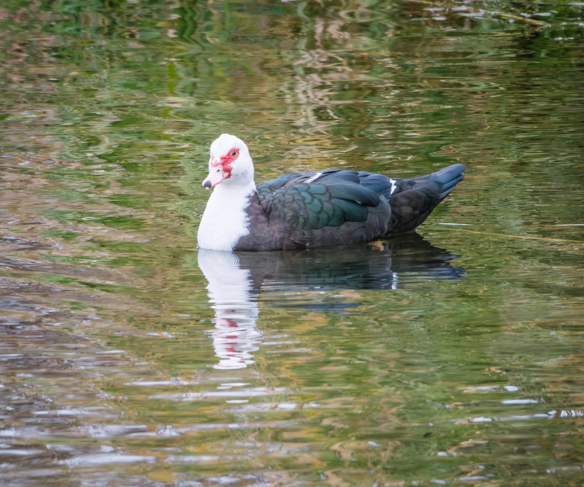 Muscovy Duck (Domestic type) - ML646775020