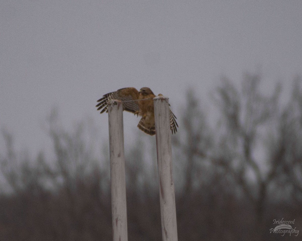 カタアカノスリ - ML646775021