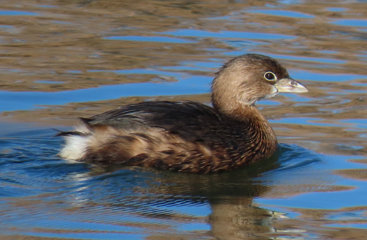 Pied-billed Grebe - ML646775023