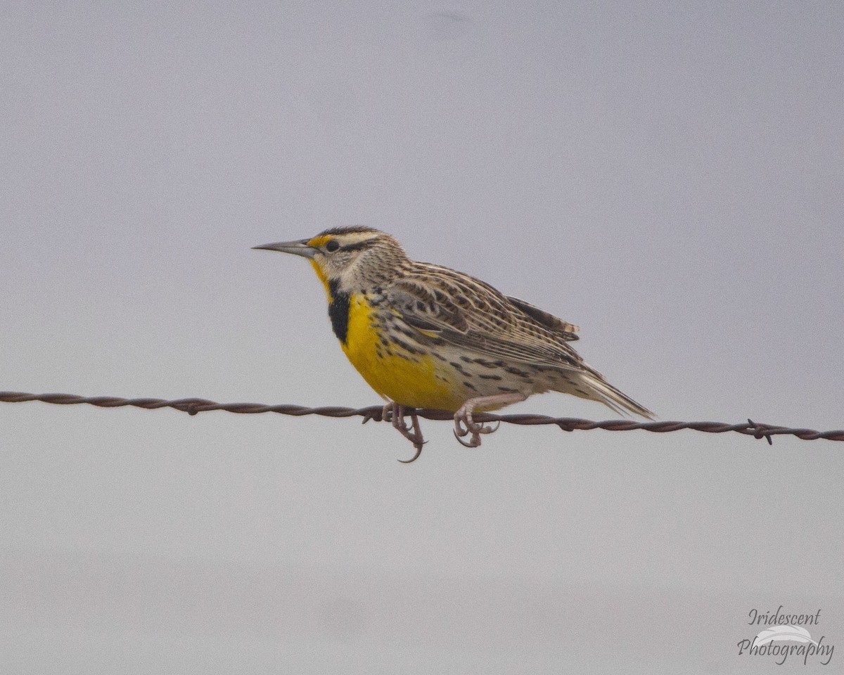 ヒガシマキバドリ - ML646775024