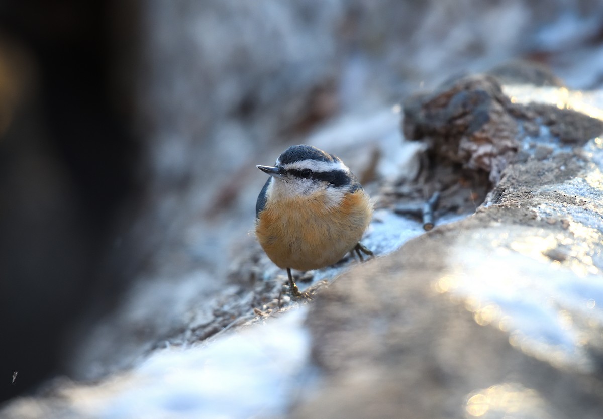 Trepador Canadiense - ML646775025