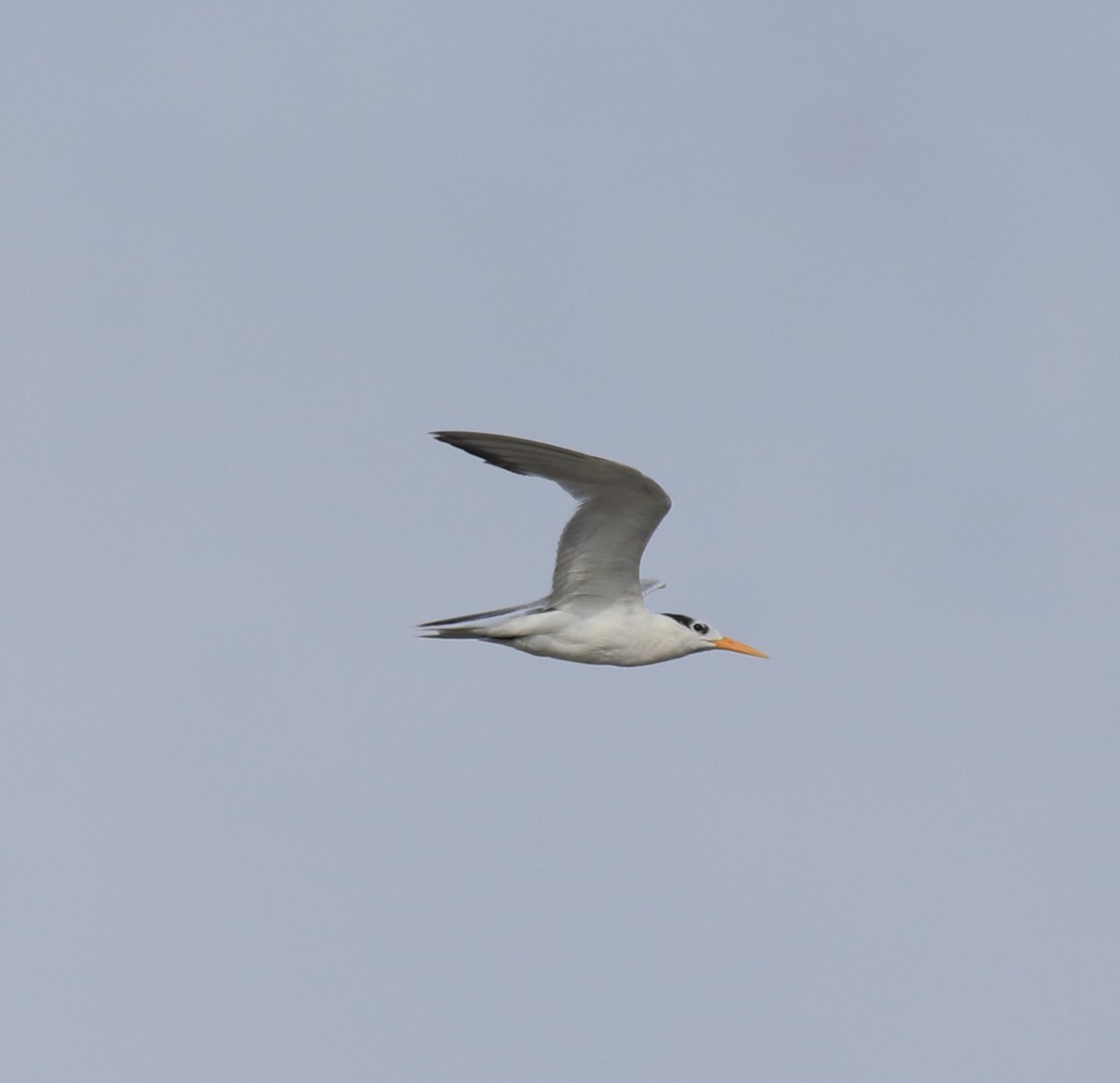 Крячок бенгальський - ML646775028