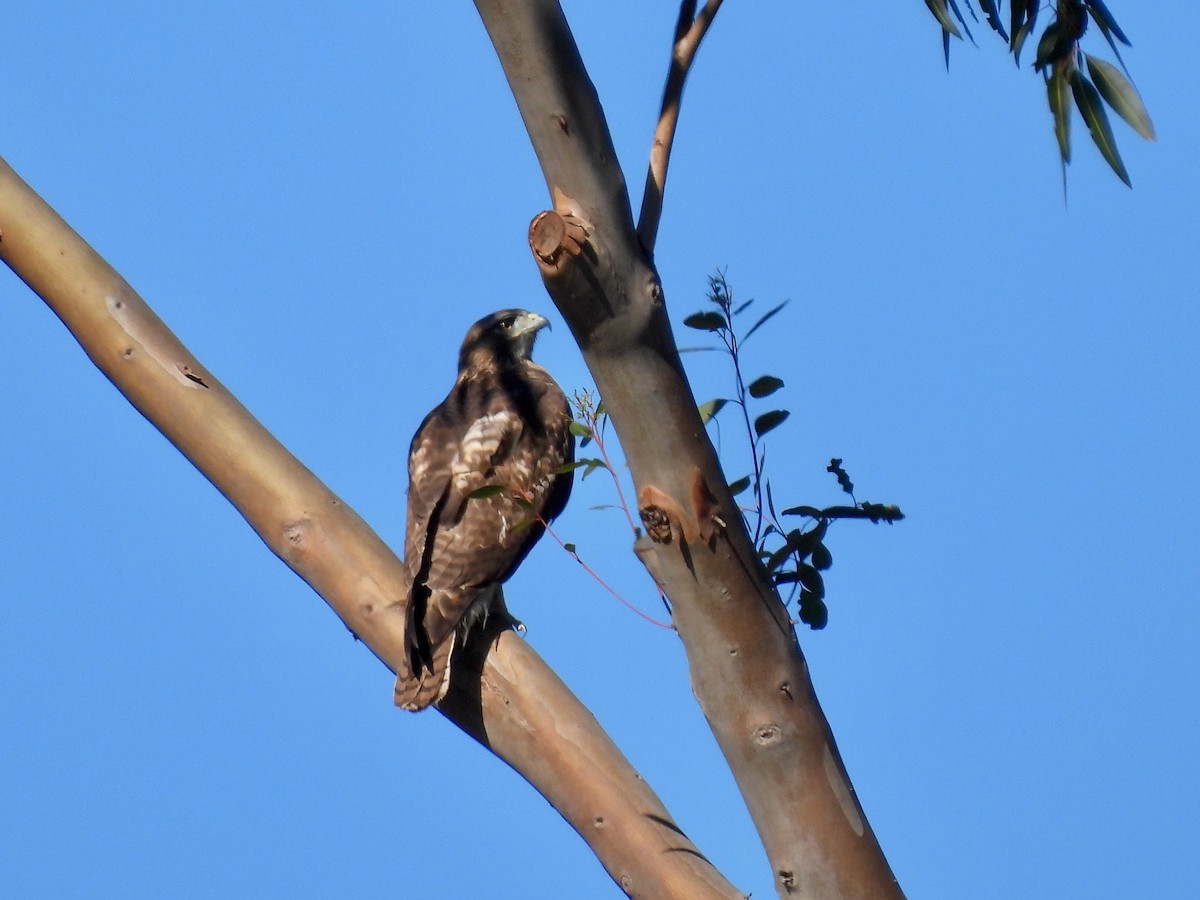 Red-tailed Hawk - ML646775031
