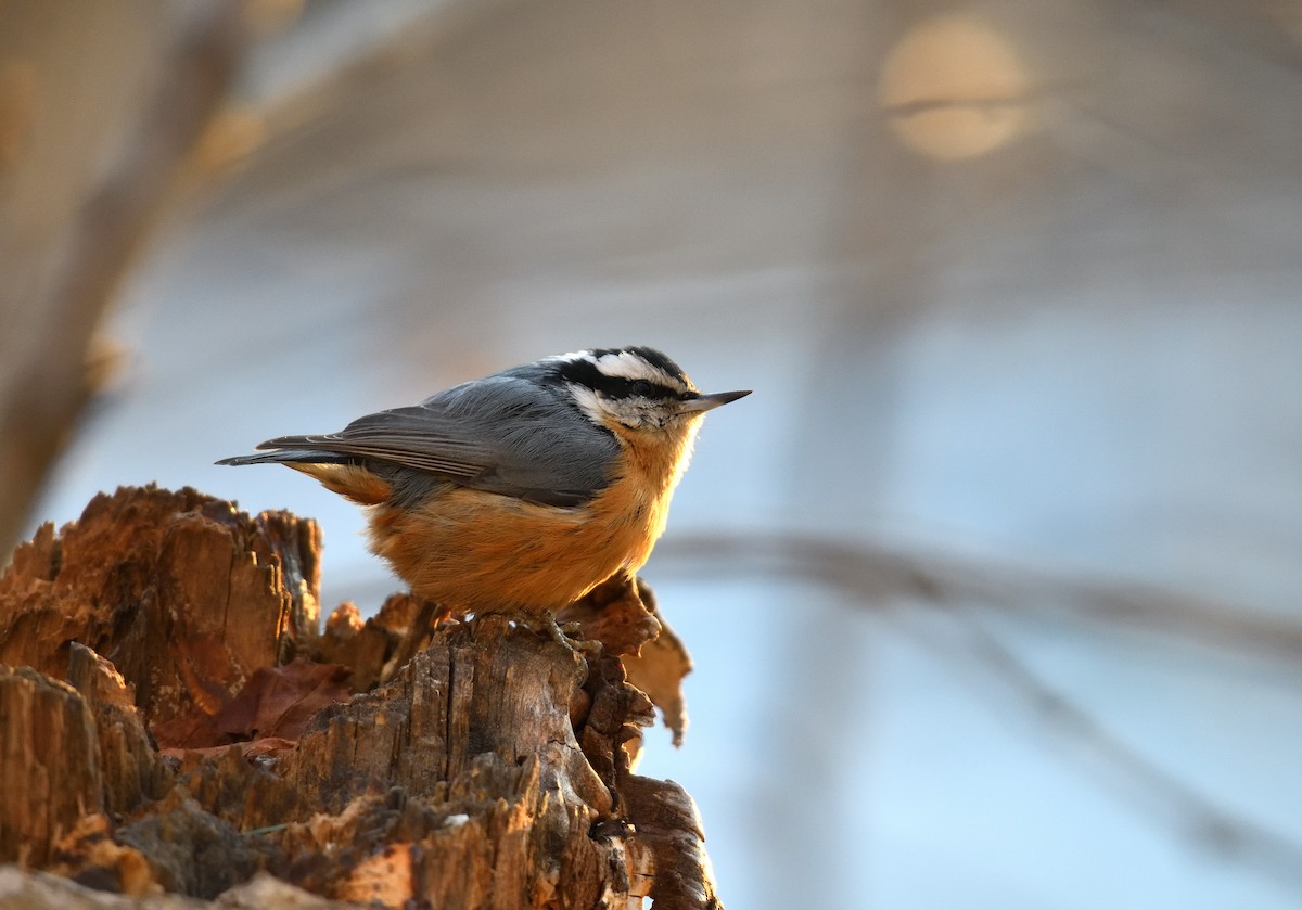 Red-breasted Nuthatch - ML646775032