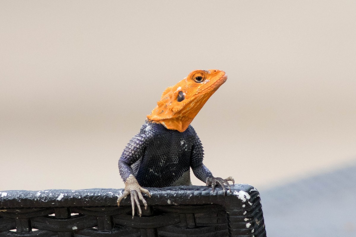 Rainbow Agama - ML646775033