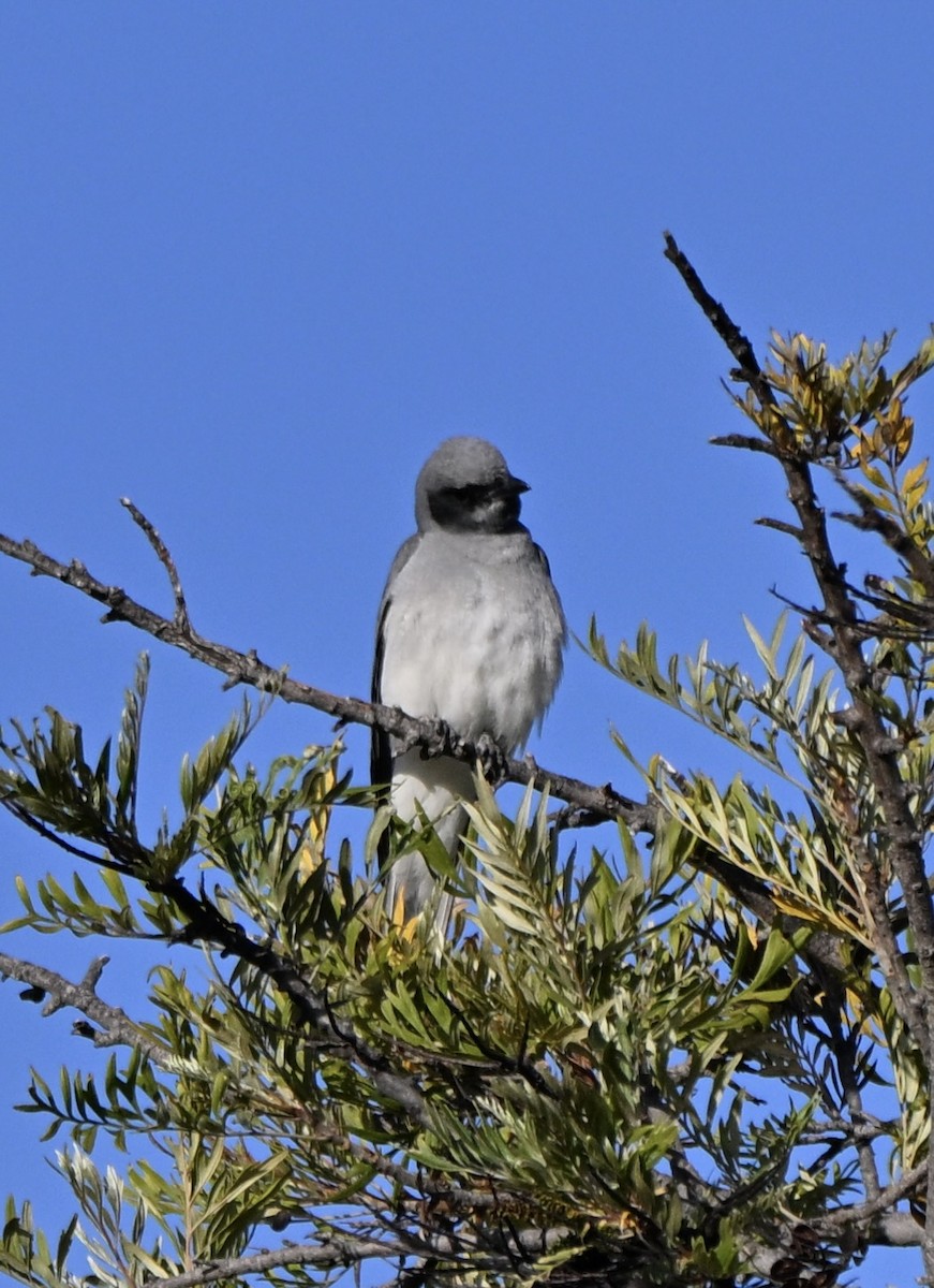 Black-faced Cuckooshrike - ML646775036