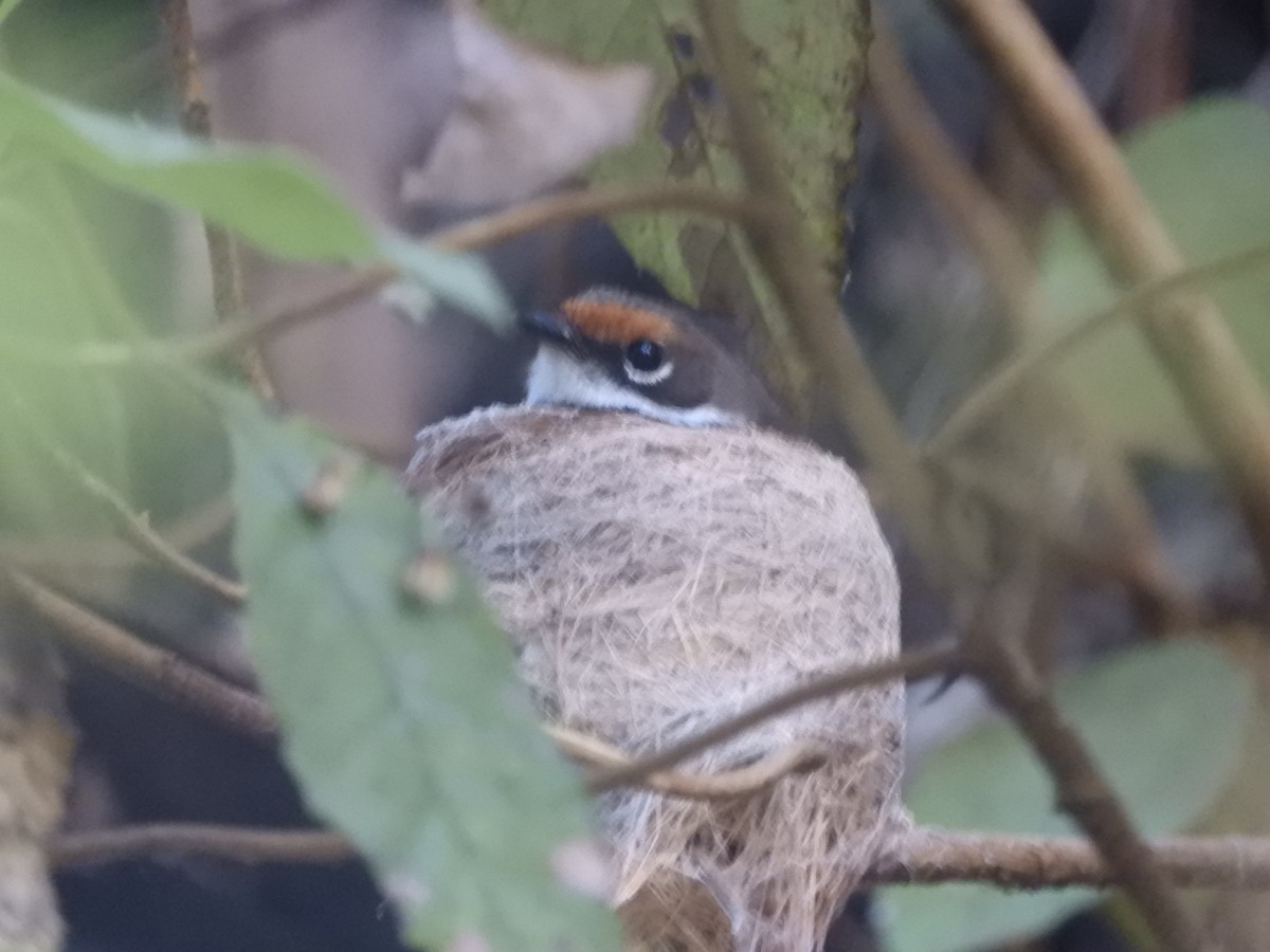 Australian Rufous Fantail - ML646775037