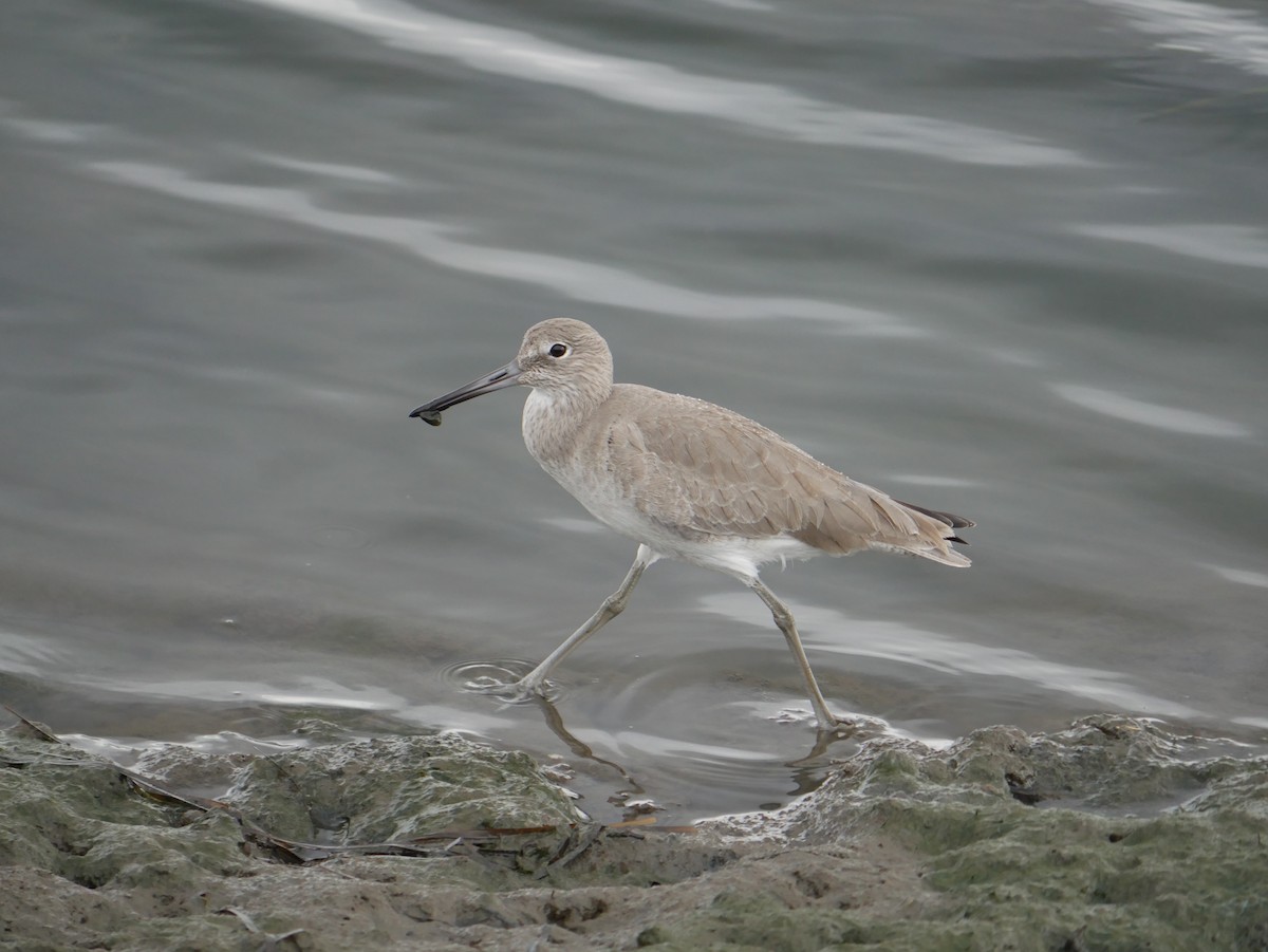 Willet - ML646775041
