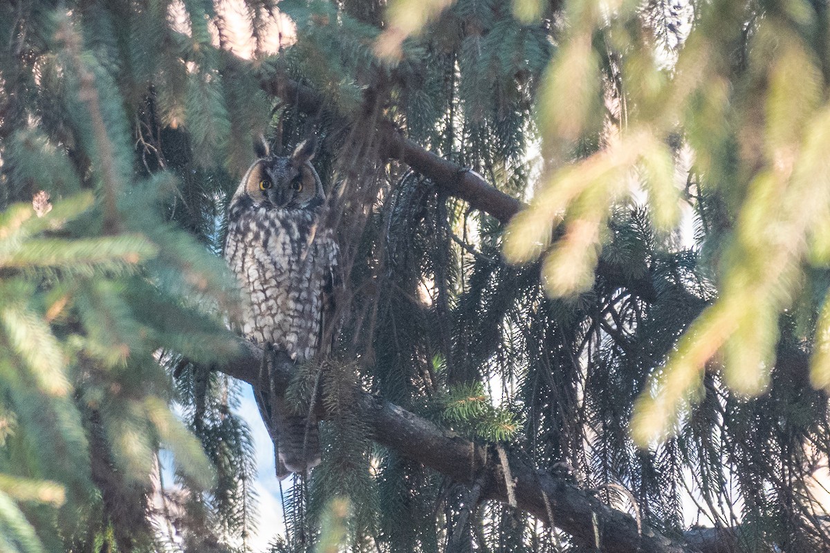 Long-eared Owl - ML646775042