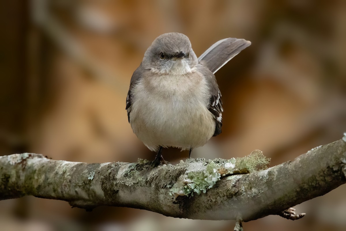 Northern Mockingbird - ML646775043
