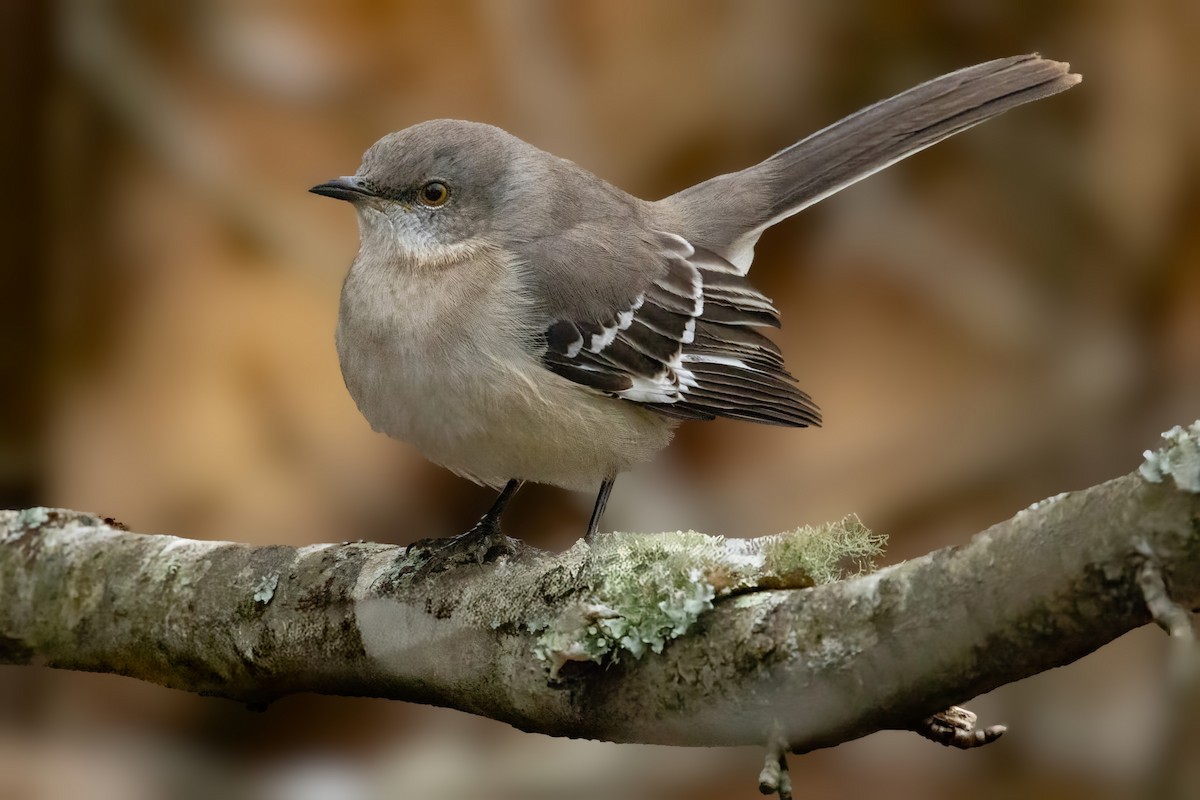 Northern Mockingbird - ML646775044