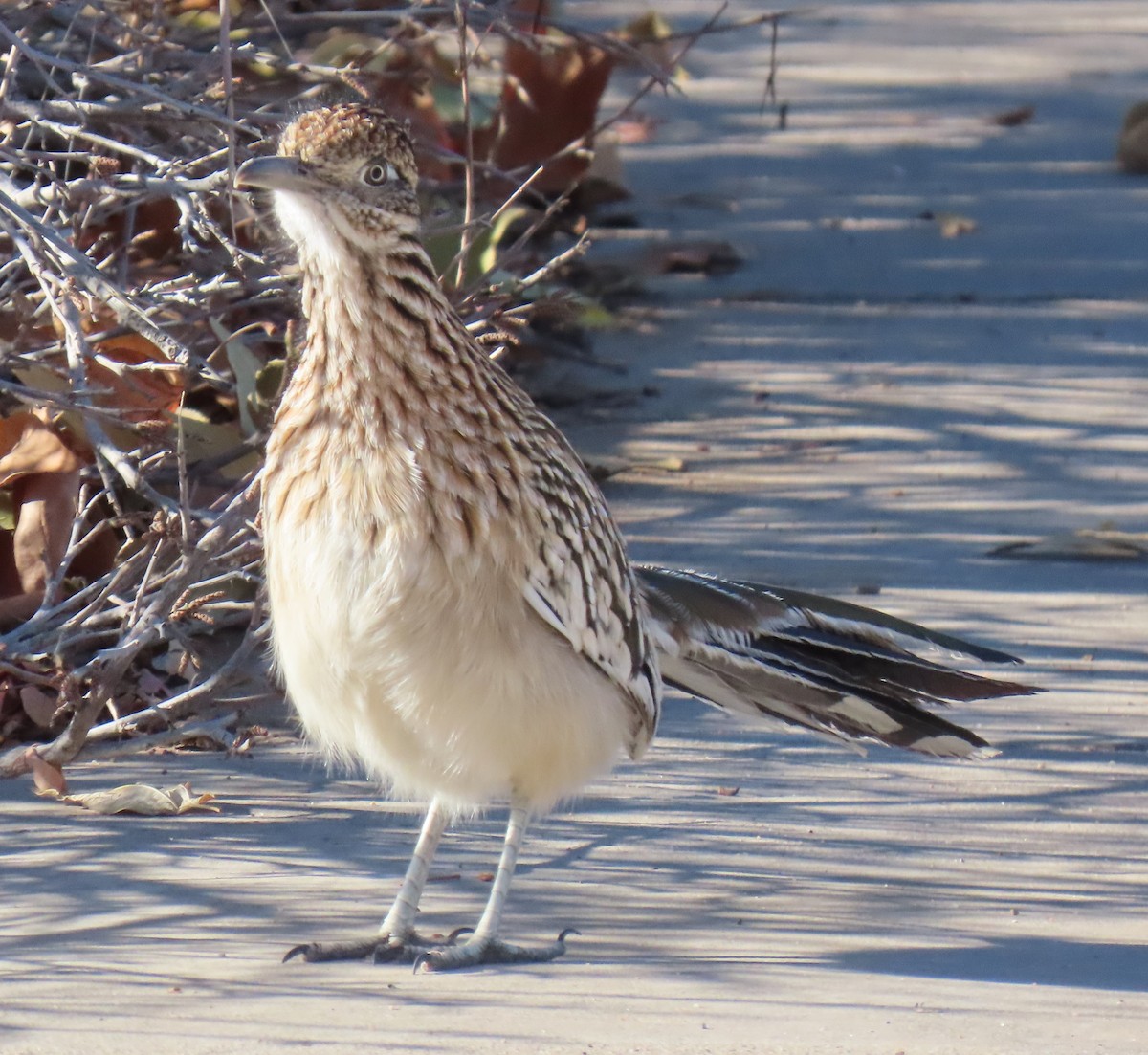 Greater Roadrunner - ML646775045