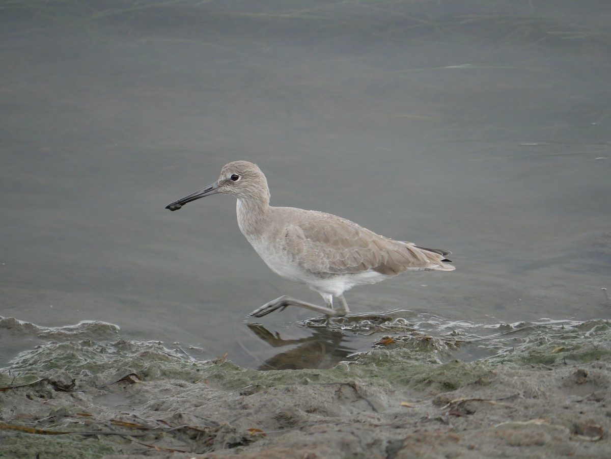 Willet - ML646775046