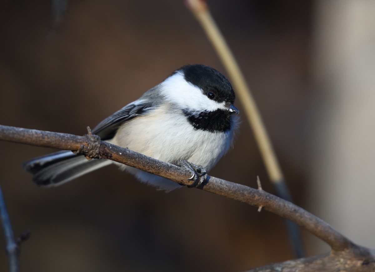 Black-capped Chickadee - ML646775048