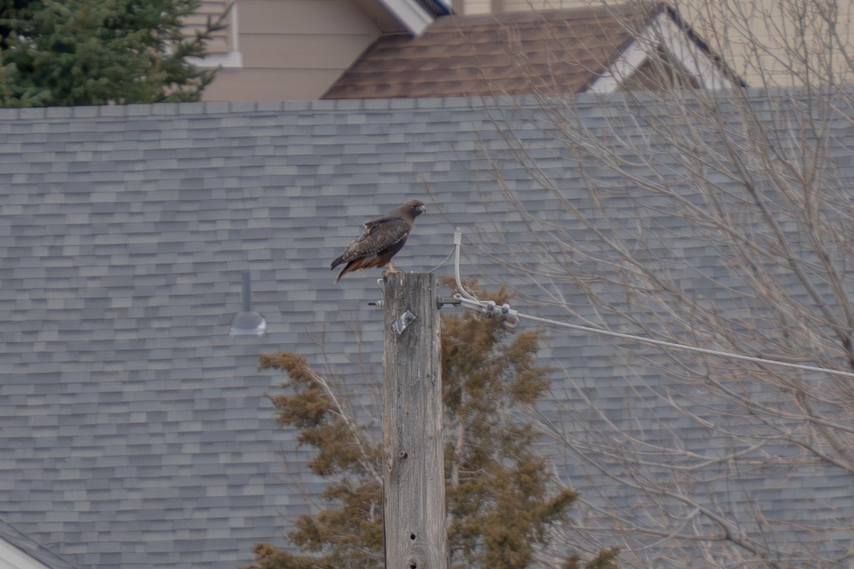 Red-tailed Hawk - ML646775051