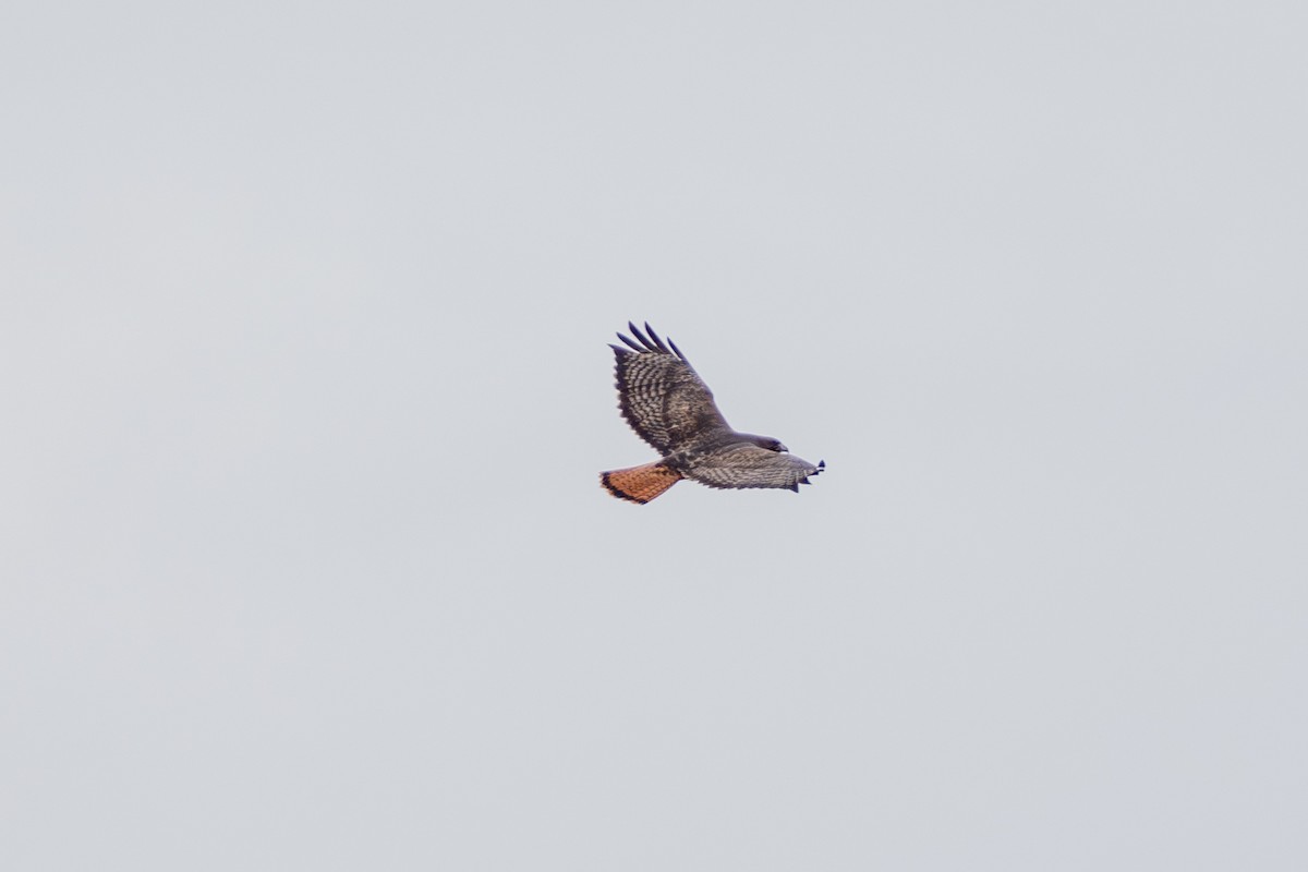 Red-tailed Hawk - ML646775052