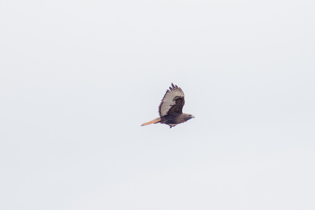 Red-tailed Hawk - ML646775053