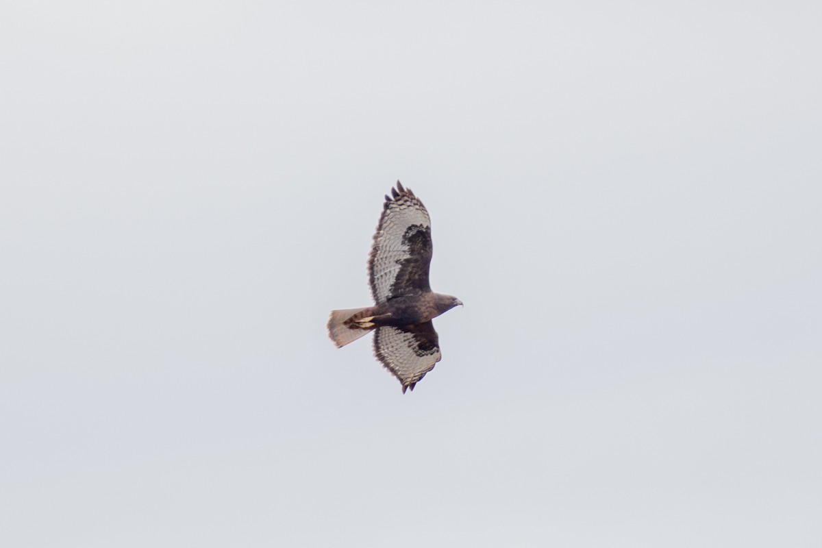 Red-tailed Hawk - ML646775054